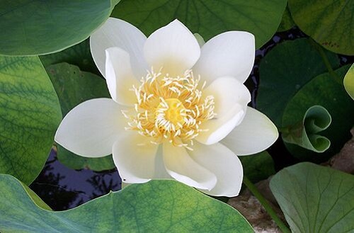 Song-hanh-phuc-hon-voi-10-nghiep-lanh-cua-dao-Phat-phan-2