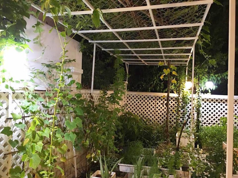 Vườn rau thu nhỏ của nhà Thủy Tiên với đầy đủ các loại rau xanh mướt phục vụ nhu cầu thực phẩm sạch hàng ngày cho gia đình.