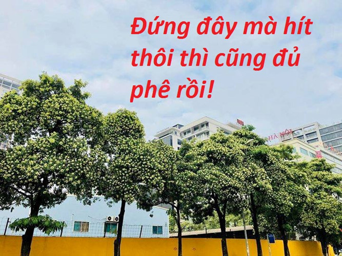 anh-che-hoa-sua-4