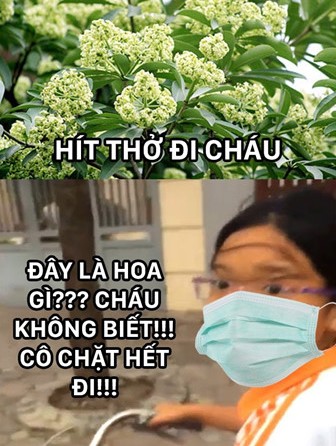 anh-che-hoa-sua-6