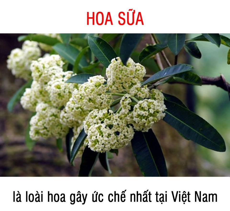 anh-che-hoa-sua-9