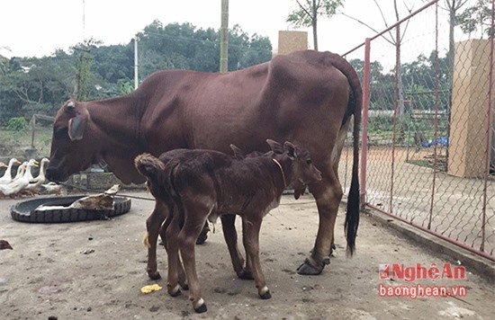 LA-Bo-sinh-doi-o-Nghe-An_2