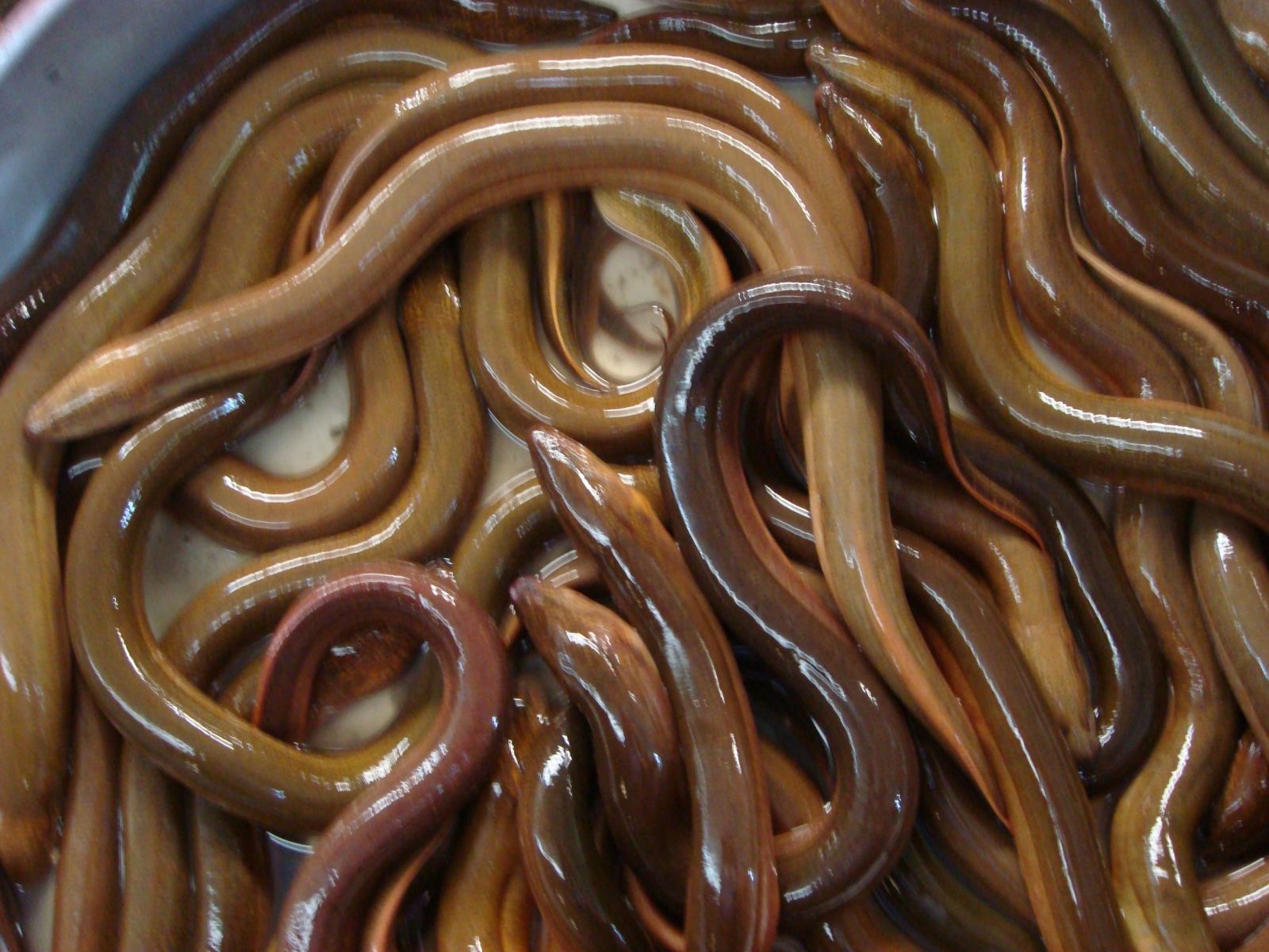 Kết quả hình ảnh cho lươn xứ nghệ