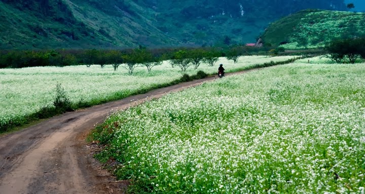 Mô tả ảnh.