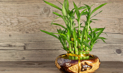Chỉ cần đặt cây này trong nhà, đảm bảo tiền tài nhiều vô biên, may mắn tìm đến