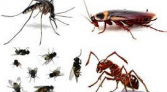 Mẹo đơn giản giúp diệt sạch mọi loại côn trùng trong phòng hãy giắt lưng ngay