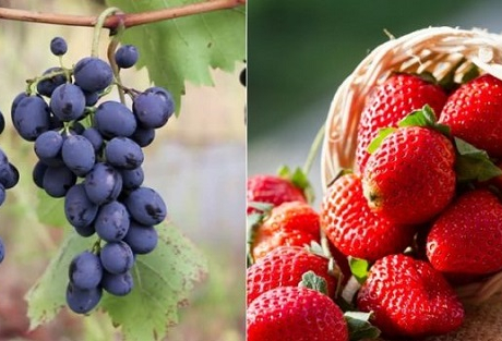 Cách rửa rau an toàn, đảm bảo vệ sinh an toàn thực phẩm