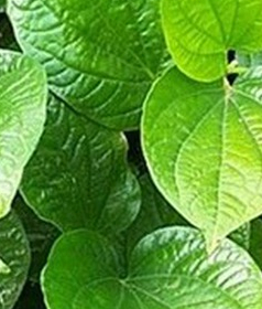 Bị bệnh sau không cần uống thuốc chỉ cần một nắm lá lốt là khỏi ngay Bị bệnh sau không cần uống thuốc chỉ cần một nắm lá lốt là khỏi ngay