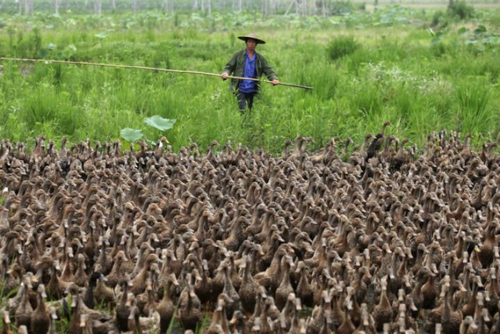 Một người nông dân lùa đàn vịt 5.000 con của mình ra ao tại Đài Châu (Chiết Giang). Số lượng gia cầm của các hộ chăn nuôi do cơ quan địa phương quản lý.