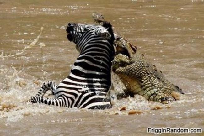Vượt sông ở châu Phi luôn là địa ngục với những loài động vật ăn cỏ trong đó có ngựa vằn.