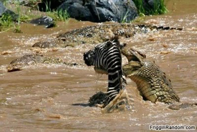 Cuộc chiến trên sông nhanh chóng kết thúc với chiến thắng cho cá sấu.