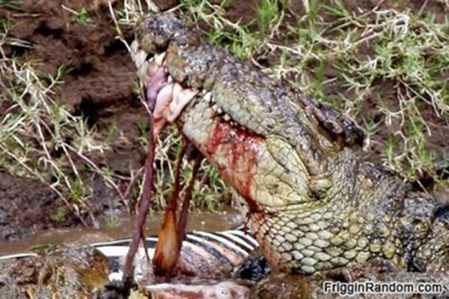 Cá sấu chén thịt con mồi thản nhiên.