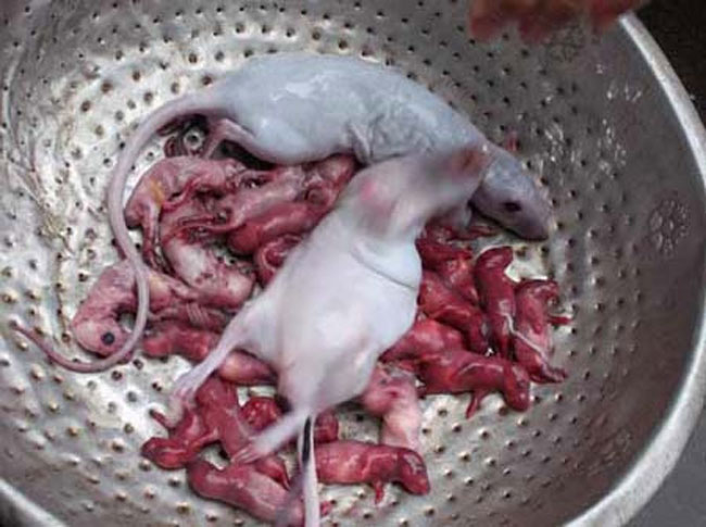 Theo cánh săn chuột bao tử hay những vị thực khách rỉ tai nhau thì chuột bao tử phải ăn tái như vậy thì mới có hiệu quả mà phải tái đến nỗi khi ăn phải còn huyết. Còn đun sôi nấu chín thì bao nhiêu chất dinh dưỡng sẽ bay hơi hết.