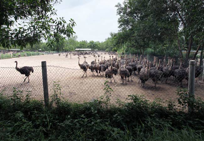 Đà điểu xuất hiện trên trái đất cách đây khoảng hơn một trăm triệu năm, có khả năng thích nghi với điều kiện luôn biến động của môi trường, nhờ vậy chúng là loài chim lớn cuối cùng còn tồn tại đến ngày nay, chúng sống nhiều ở Nam Phi và Úc. (Trong ảnh: Trung tâm giống đà điểu Ninh Hòa có diện tích 25 ha thuộc xã Ninh Phụng, thị xã Ninh Hòa, tỉnh Khánh Hòa. Khu nuôi nhốt đà điểu thương phẩm được quây bằng lưới B40 khá đơn giản. Trang trại chia làm 3 khu: khu ấp nở, khu sinh sản và khu thương phẩm).