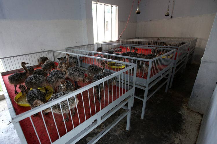Khám phá trang trại giống đà điểu Ninh Hòa, một trong những trung tâm lớn nhất nước với hơn 14 ngàn con đà điểu. (Trong ảnh: Đà điểu dưới 10 ngày tuổi được nuôi cách li với nền đất. Đà điểu từ khi mới sinh đến 3 tháng tuổi là thời gian khó nuôi nhất nên được chăm chút rất cẩn thận).
