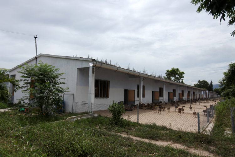 Một trong những dãy nhà nuôi đà điểu từ khi mới sinh đến 3 tháng tuổi.