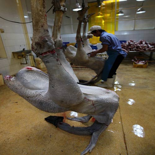 Mỗi ngày trung tâm giết mổ 45 con đà điểu.