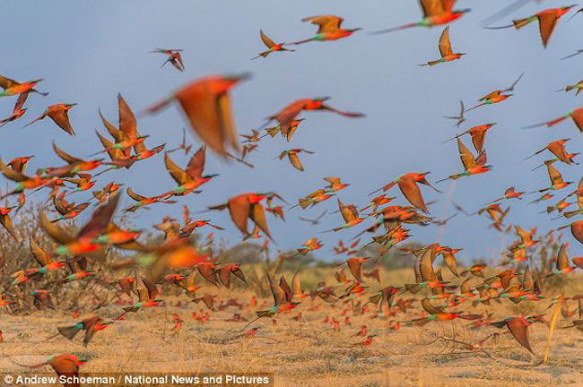 Hình ảnh đàn chim ăn ong tuyệt đẹp bay rợp trời để kiếm ăn, đánh nhau và giao phối được ghi lại bởi nhiếp ảnh gia kiêm hướng dẫn viên Andrew Schoeman tại bờ sông Zambezi, Kalizo, Namibia.