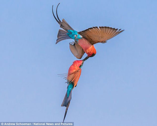 Một hình ảnh ấn tượng trong mùa giao phối của loài chim này.
