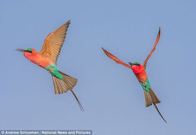 Những hình ảnh ấn tượng về loài chim xinh đẹp này.