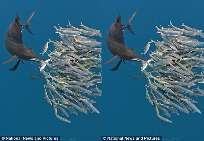 Cùng chiêm ngưỡng những hình ảnh săn mồi đầy ấn tượng của loài cá cờ độc đáo này.