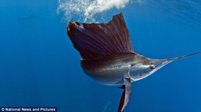 Những hình ảnh ghi lại cảnh con cá cờ đang săn con mồi yêu thích của mình là cá mòi ở ngoài khơi bờ biển của Mexico.