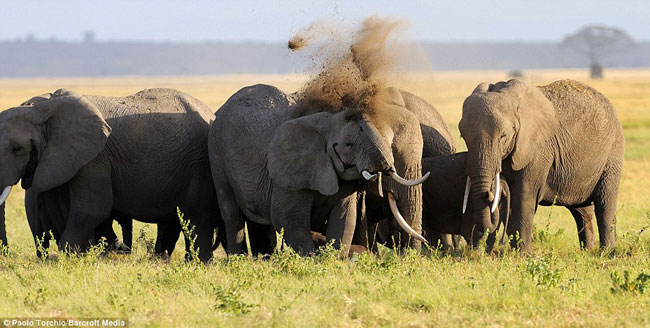 Tuy là loài động vật to lớn nhất trên cạn, nhưng không phải lúc nào voi cũng an toàn.