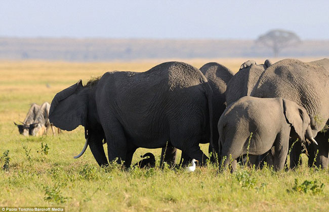 Những lúc này, voi cần phải nhờ sự trợ giúp của cả đoàn để tránh khỏi nguy hiểm.