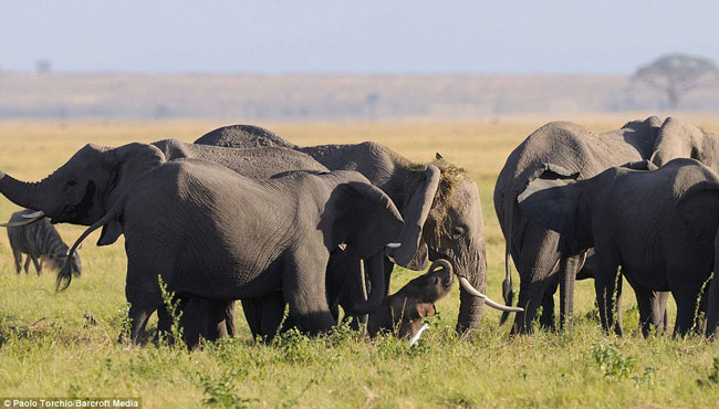 Những chú voi trong đàn đứng xung quanh và xua đuổi đàn linh cẩu đang chầu chực xung quanh.