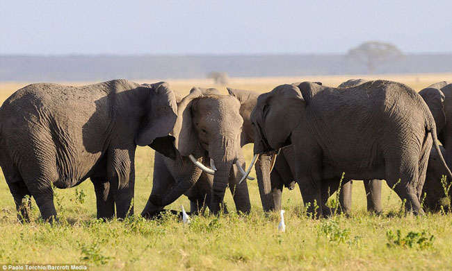 Chú voi sinh còn đứng ở giữa đàn và được an toàn nhờ sự bảo vệ của cả đàn.