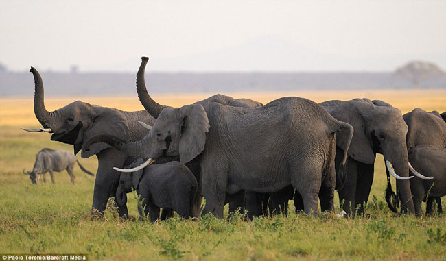 Sau khi chú voi con được sinh ra, cả đàn voi lại bắt đầu cuộc sống bình thường của mình.