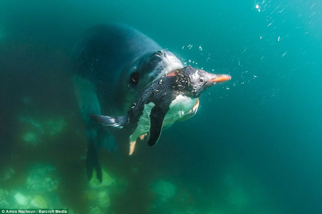 Những con chim cánh cụt bơi lội ở vùng nước nông mà không hề biết nguy hiểm đang rình rập.