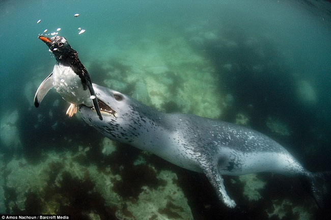 Hải cẩu xé xác chim cánh cụt làm bữa ăn ngon