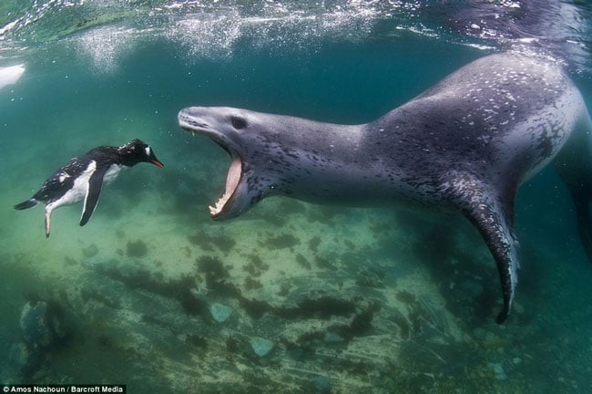 Một cuộc đối đầu tử thần của chim cánh cụt khi gặp hải cẩu ở vùng nước đóng băng Nam cực.