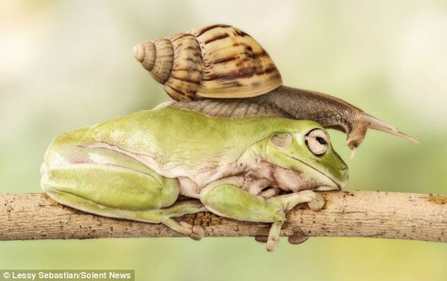 Cùng chiêm ngưỡng bộ ảnh thú vị trên giữa ốc và ếch.