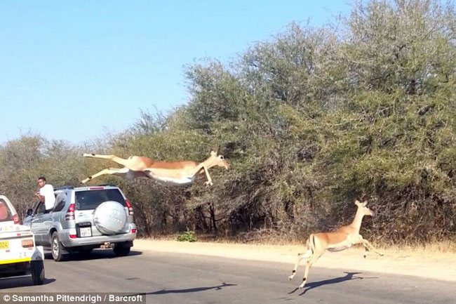 Cả đàn nai bị hai con báo đói săn đuổi chạy băng qua đường.