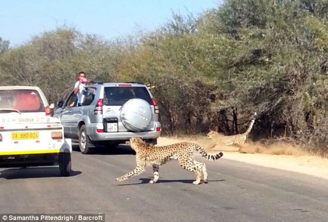 Hai con báo đành tiếc nuối nhìn con mồi ngon thoát khỏi tầm kiểm soát. Hình ảnh tại Nam Phi.