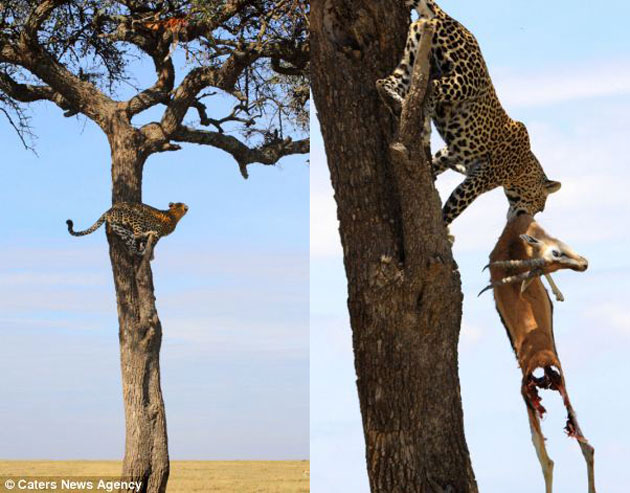 Chính vì vậy, báo thường tha con mồi leo lên cây để cất giữ.