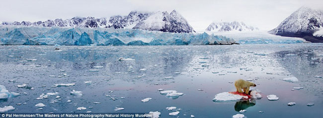 Chú gấu Bắc cực đang trên tảng băng giữa khung cảnh thiên nhiên hùng vĩ