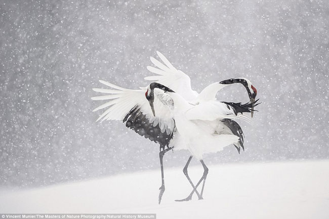 Hình ảnh cực ấn tượng với màn khiêu vũ trên băng của loài chim tuyệt đẹp