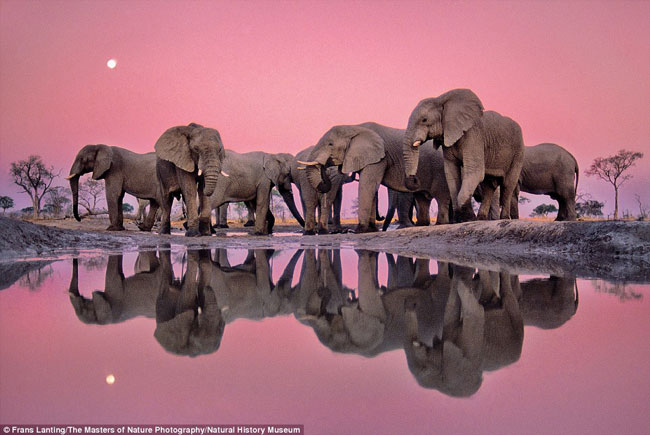 Đàn voi trong ánh hoàng hôn của châu Phi