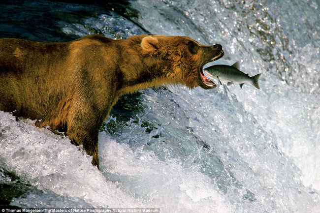 Gấu xám há mồm đớp cá hồi trên sông