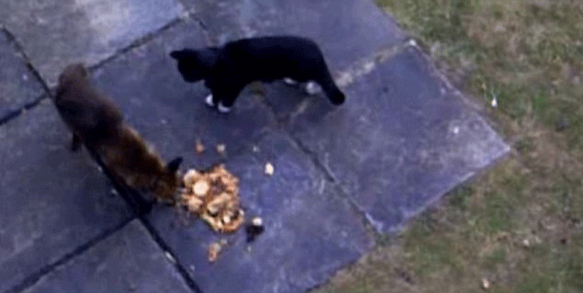 Con mèo đang chuẩn bị tấn công con cáo vì tội ăn trộm bữa tối của mình