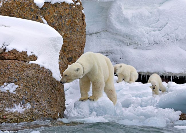 Trong một ngày nắng lên, ba mẹ con gấu Bắc cực cùng nhau đi dọc bờ biển
