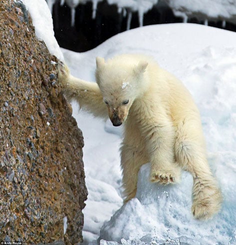 Một chú gấu con rất cố gắng để trèo qua tảng đá lớn