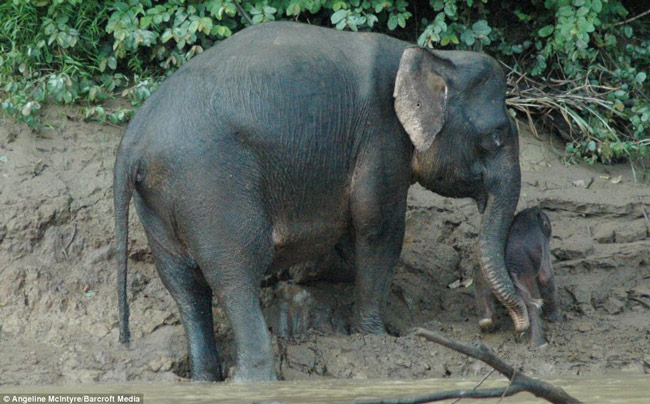 Bùn lầy bên bờ sông quả thực quá khó cho chú voi con mới sinh chưa bao lâu này
