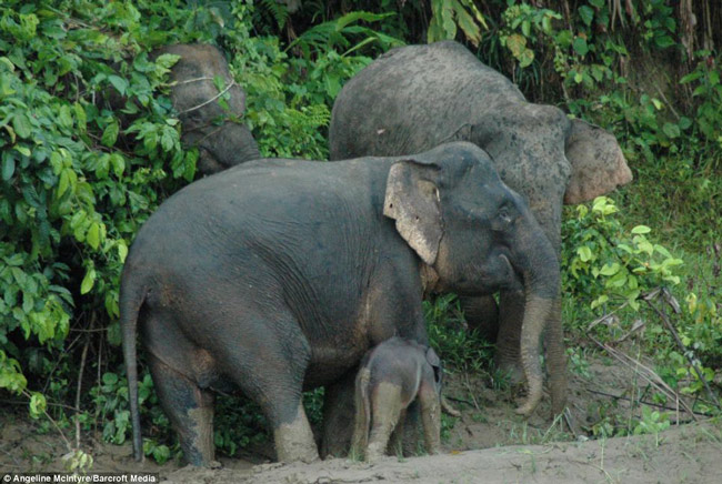 Nhờ sự giúp đỡ của voi mẹ mà voi con thoát hiểm ngoạn mục