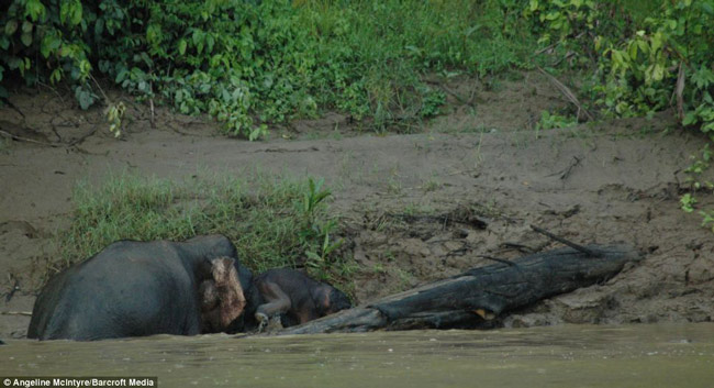 Đầu tiên, voi mẹ dùng cành cây cố gắng đẩy con mình lên khỏi bờ sông nhưng không mấy hiệu quả