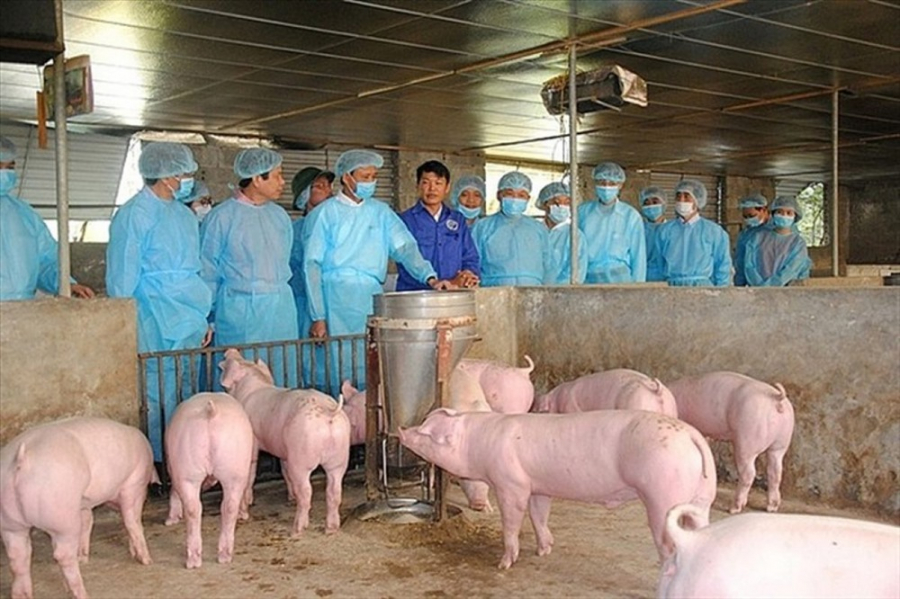 Cơ quan thú y và chính quyền địa phương đẩy mạnh kiểm tra, kịp thời xử lý không để dịch tả lợn Châu Phi lan rộng. Ảnh: PV