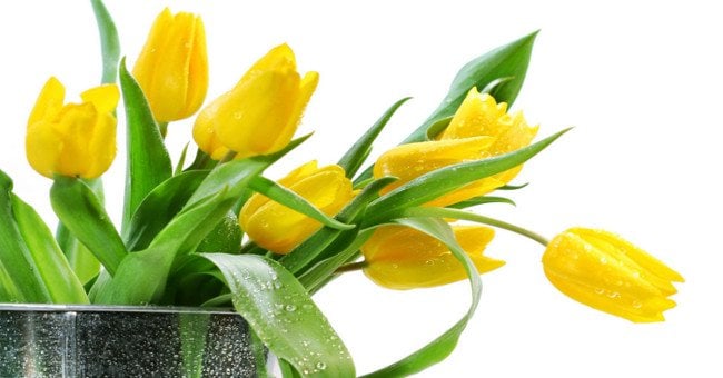 Hoa Tuylip có thể gây sảy thai hoặc dị tật cho thai nhi